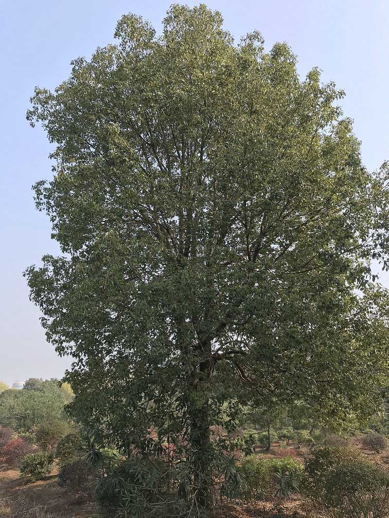 樟樹(shù)01.jpg 樟樹(shù)01.jpg