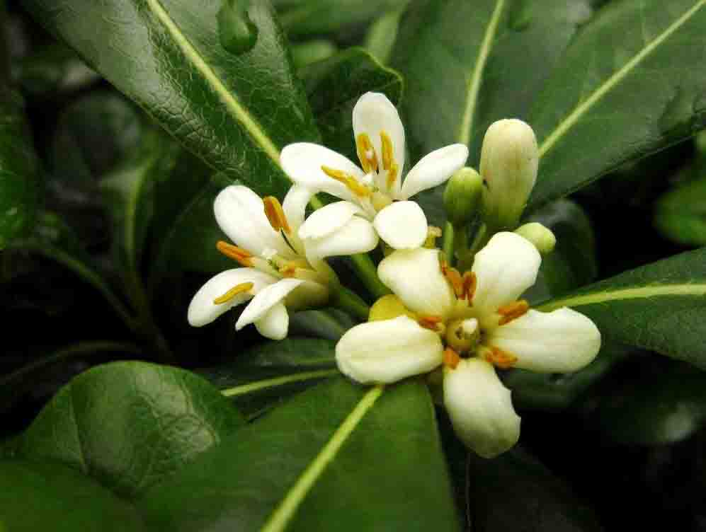 海桐1.jpg 海桐1.jpg