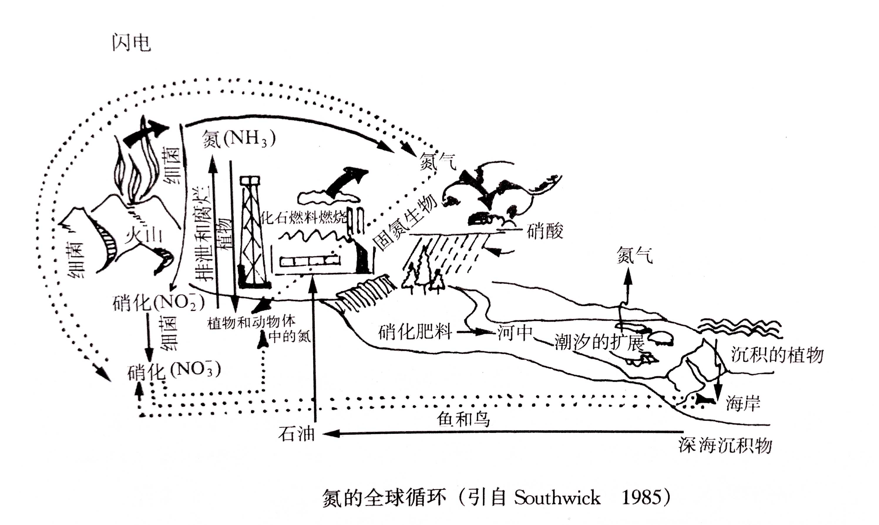 生態(tài)系統(tǒng)的物質(zhì)循環(huán)——氮、磷、硫循環(huán)