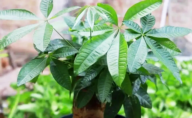 發(fā)財(cái)??1.jpg 發(fā)財(cái)??1.jpg