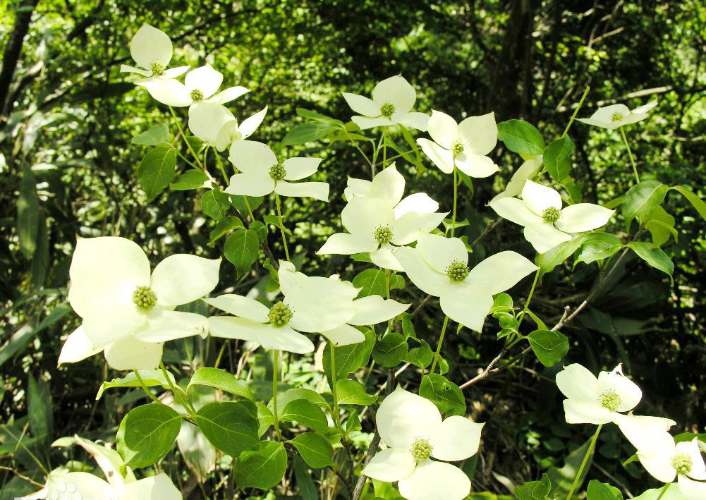 四照??1.jpg 四照??1.jpg